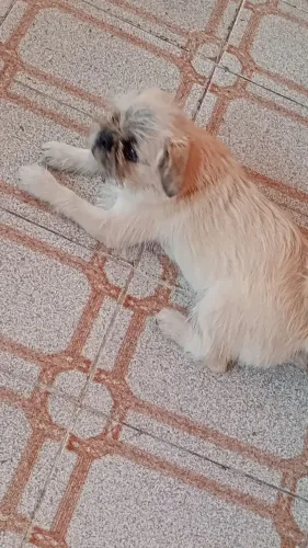 Fêmea Pug com Shitzu 