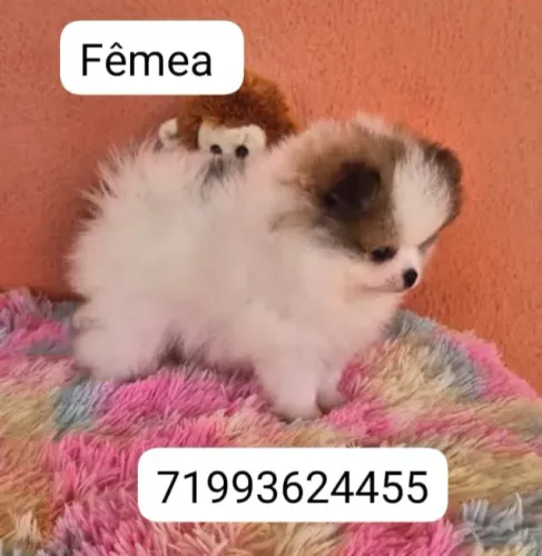 Lulus da Pomerânia fêmea e macho /Spitz alemão anão