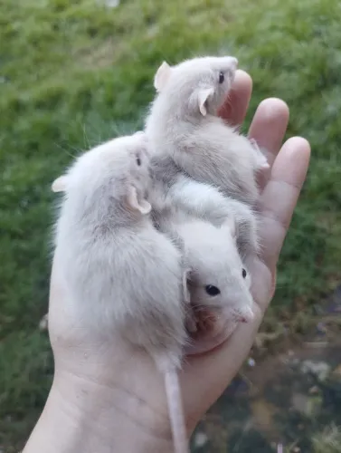 Ratos Twister machos