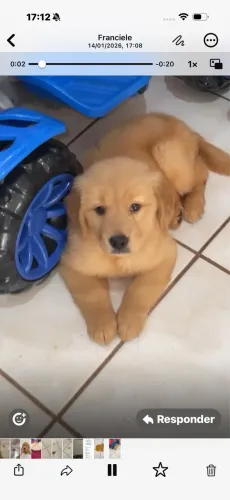 Golden Retriever excelente linhagem ja microchipado