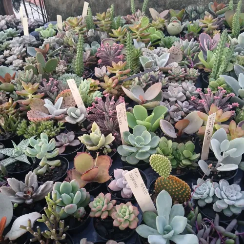 Suculentas e Cactos para brindes e coleciondores, a partir de R$ 2,00