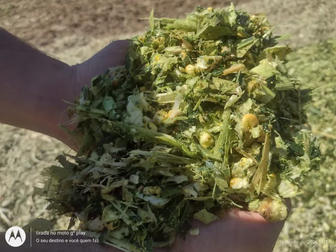 Vendo silagem
