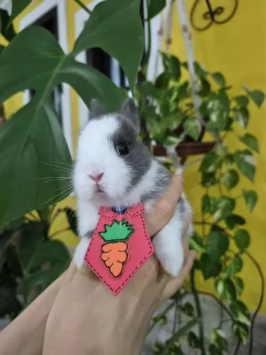 Netherland dwarf filhote 