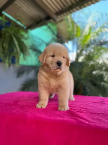 Golden retriever com pedigree e microchip