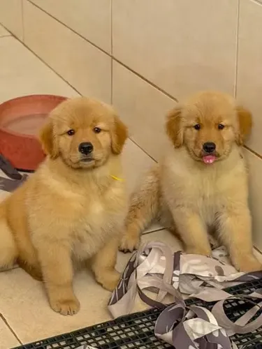 Doação, filhote de golden