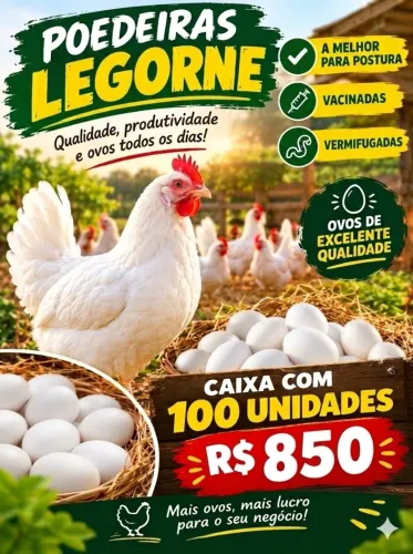 Postura poedeira legorne<br>Por entrega 