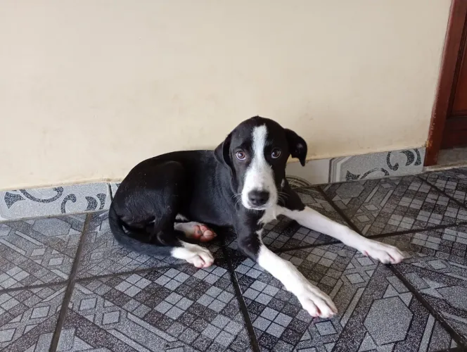 Filhote de Pitbull com vira lata pra adoção 