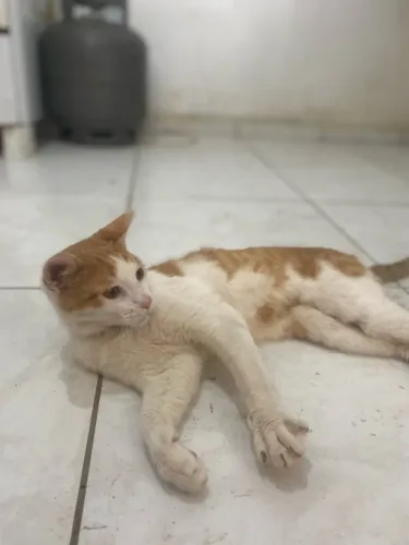Gatos para adoção
