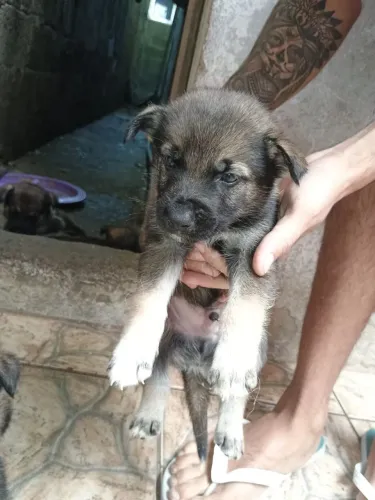 Tenho 8 filhote de pastor alemão, para mas informações chamar no chat 