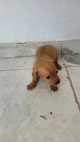 Filhote de pinscher macho tamanho 1