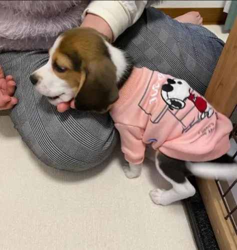 Filhote beagle, Seu coração vai derreter com essa fofura!