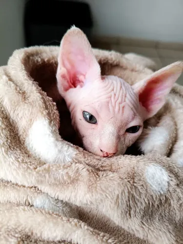 Gato sphynx gato pelado gato sem pelo 