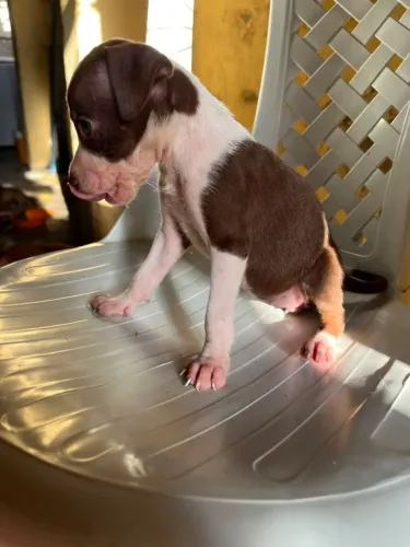 Filhote de pitbull fêmea e macho