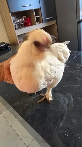 MINI GALINHA DE RAÇA