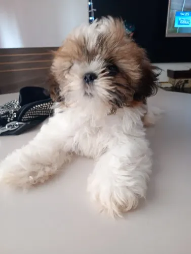 Cachorro shih Tzu fêmea para vender r$ 1.000