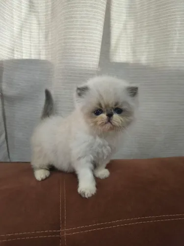 Filhotes de Gato Persa 