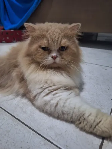 Gato persa para cruza