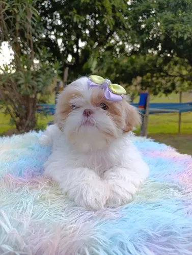 Shihtzu
