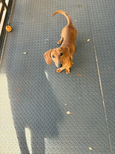 Vendo Dackshound - cachorra fêmea 