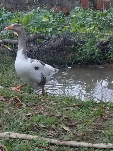Vendo uma linda gansa fêmea e um casal de porco 