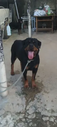 Rottweiler adulta