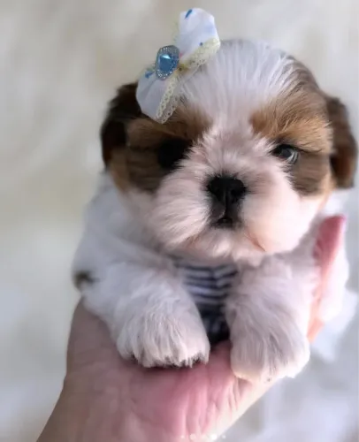 Filhote de shih tzu fêmea
