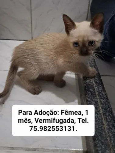 Gatos para adoção
