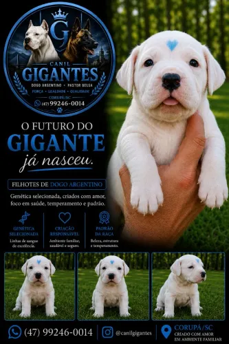 Reserva de Dogo Argentino