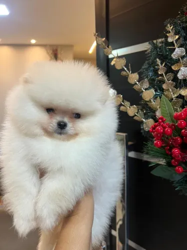 LULU DA POMERÂNIA
