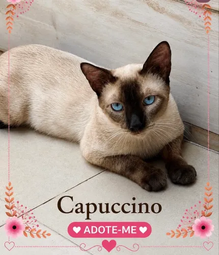 Gato para adoção