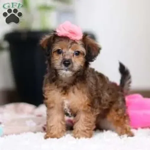 peludinhos e muito fofos