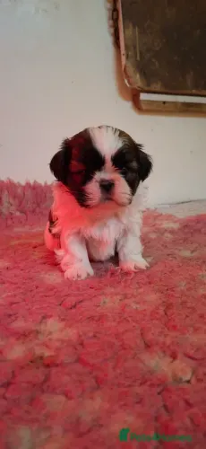 Baby Macho e Fêmea com Garantias Shih tzu/shitzu SP