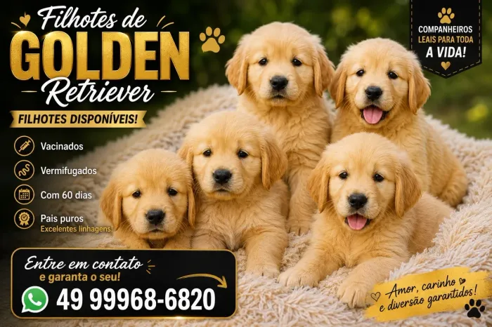 Filhotes de Golden