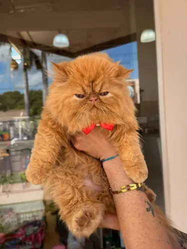 GATOS PERSAS MACHO E FEMEA PADRÃO SHOW 
