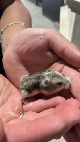 Hamster anão russo filhote