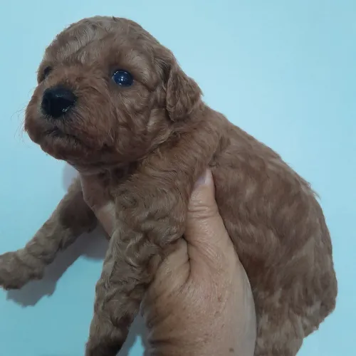 Poodle Red charmoso!Chama no WhatsApp 