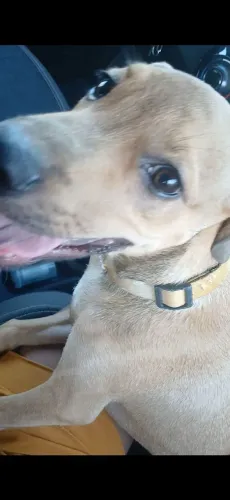 Cachorro macho