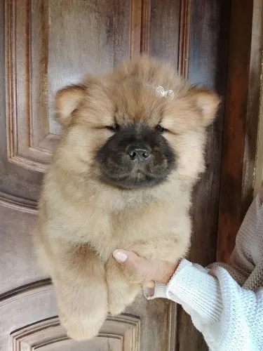 PROMOÇÃO CHOW CHOW fêmea