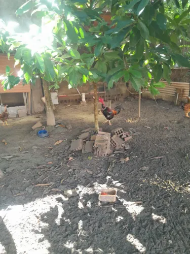 Galo a venda