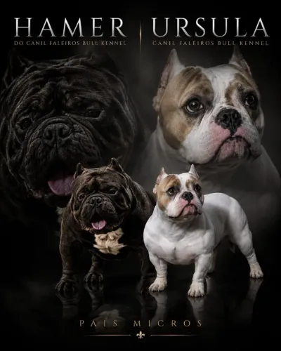 American bully
