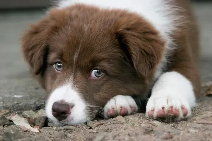 Border Collie - Um Novo Motivo Para Sorrir Amanhã