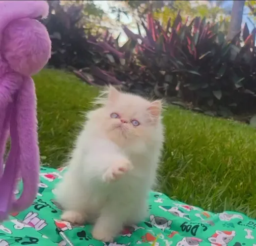 Gato persa Himalaio,linda pelagem 
