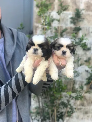 Shih Tzu bebês - Muito fofos