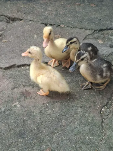 Patos e marrecos.