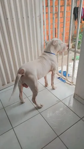 Cachorro da raça Pitbull