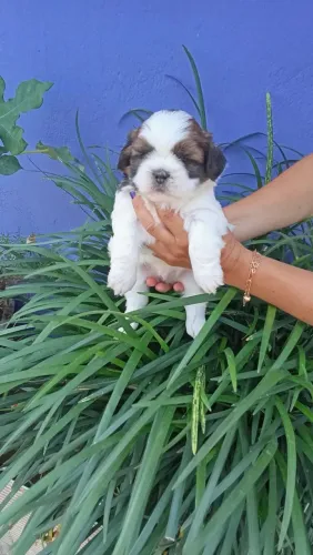 Filhotes Shihtzu puro,, 3 machos disponíveis e 2 fêmeas disponível