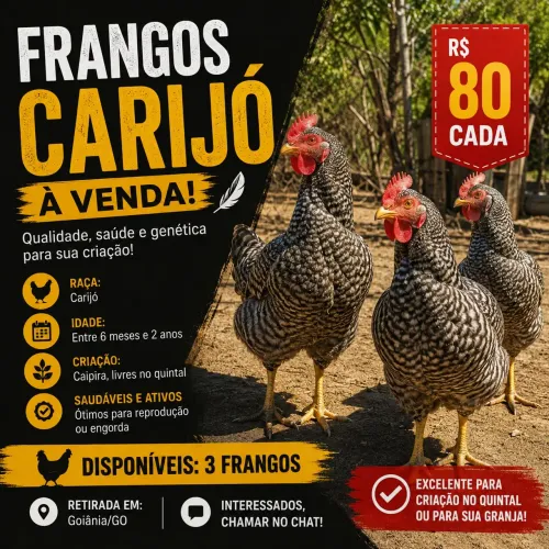 FRANGOS CARIJÓ DE 6 MESES A 2 ANOS