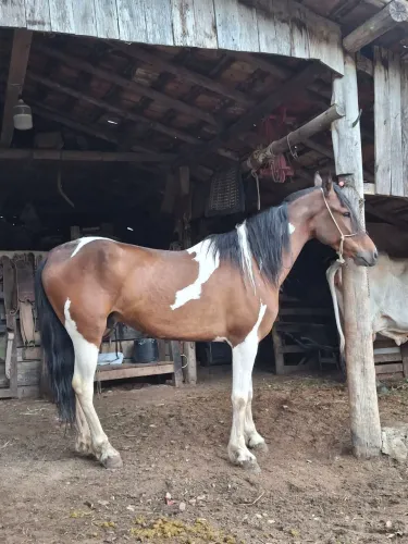 Cavalo manga larga paulista
