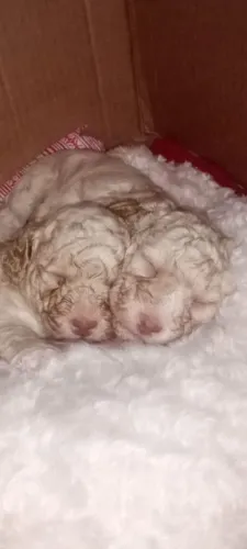 Filhotes de poodle
