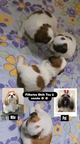 filhotes shih tzu a venda